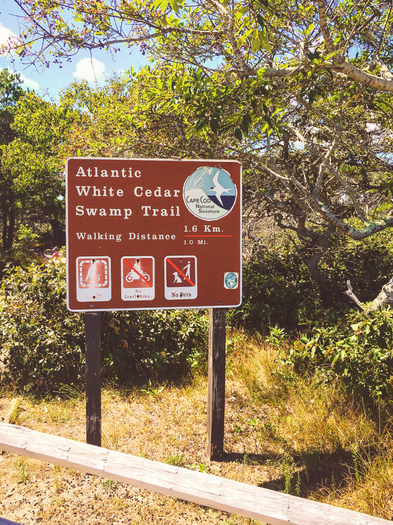 Atlantic White Cedar Swamp Trail in Cape Cod