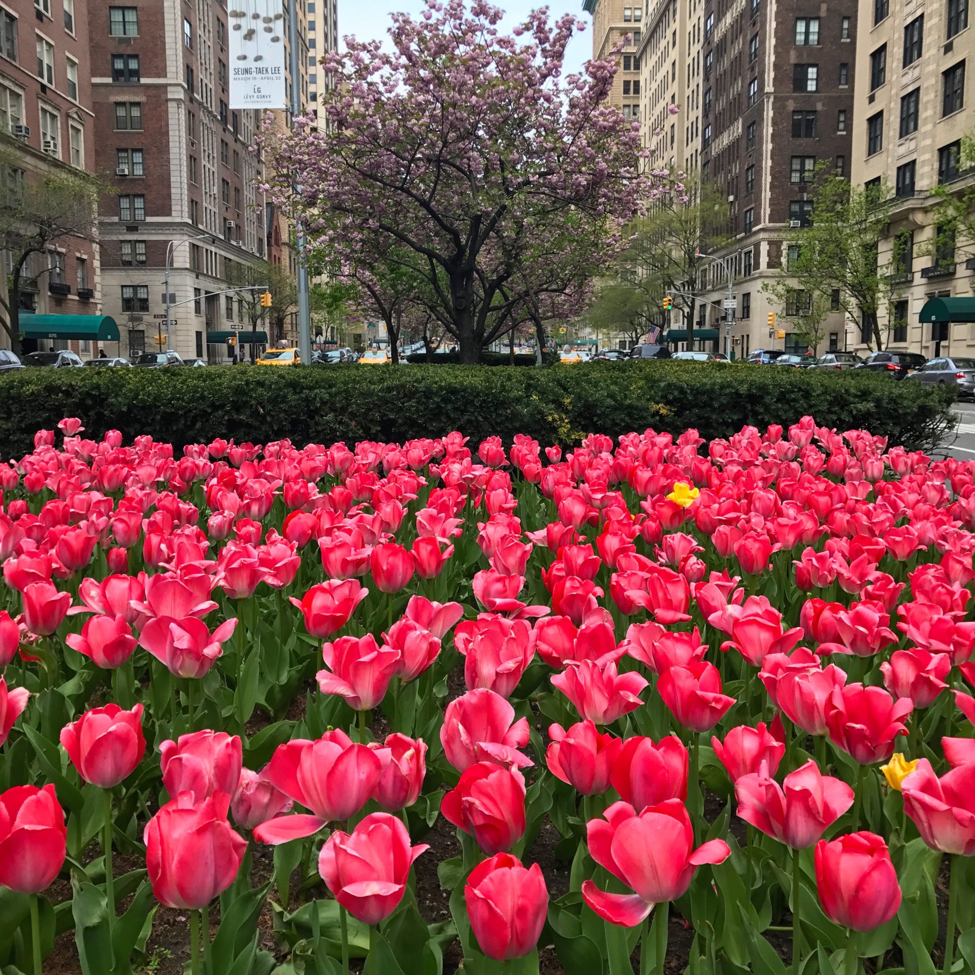 Cherry Blossoms at Park Avenue