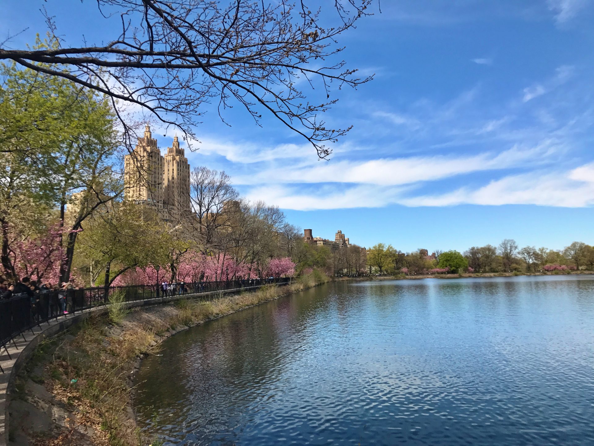 Cherry Blossoms at the Jacquelyn Kennedy Onnasis Reservoir in Central Park