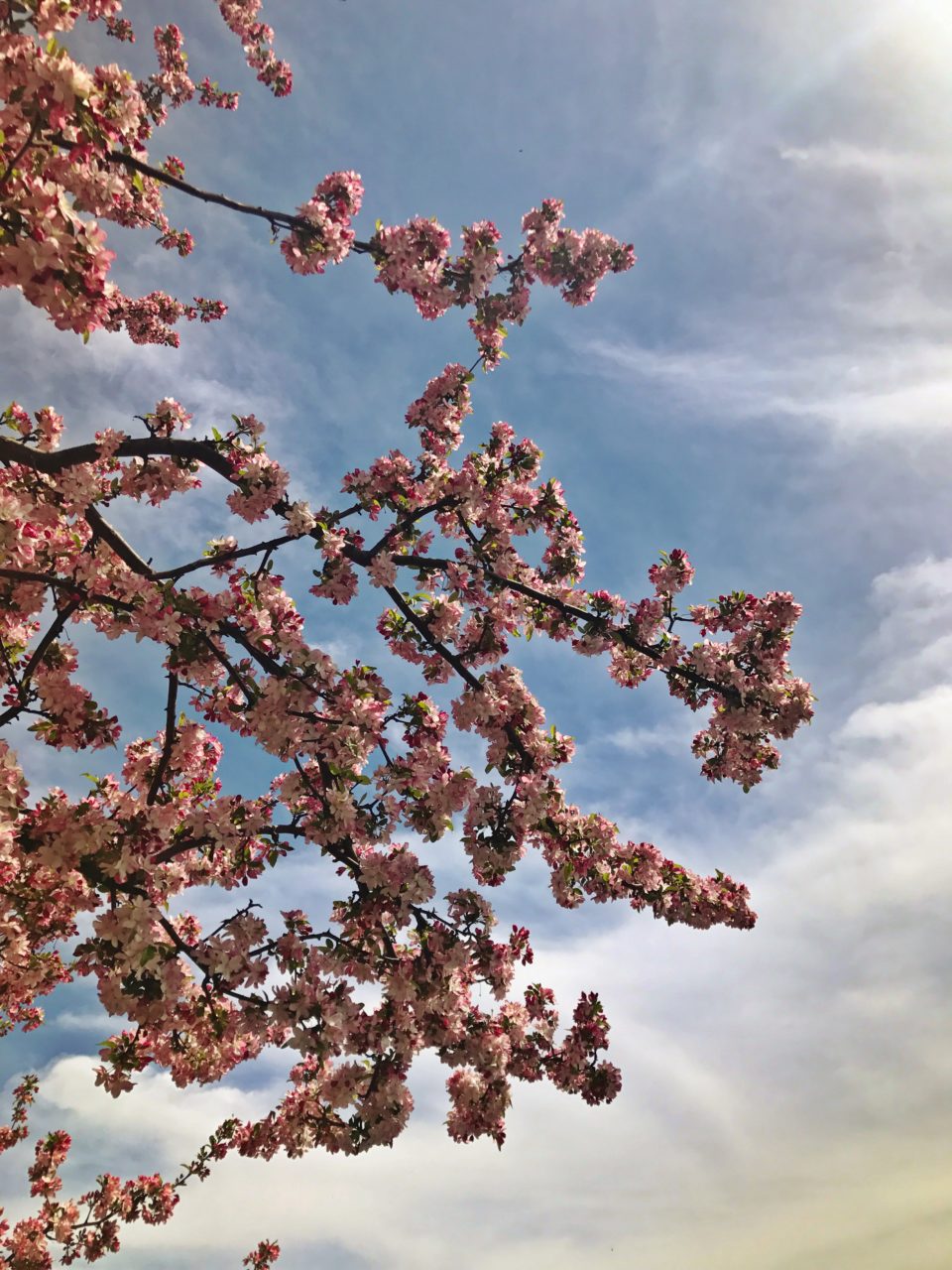 Cherry Blossoms in Central Park