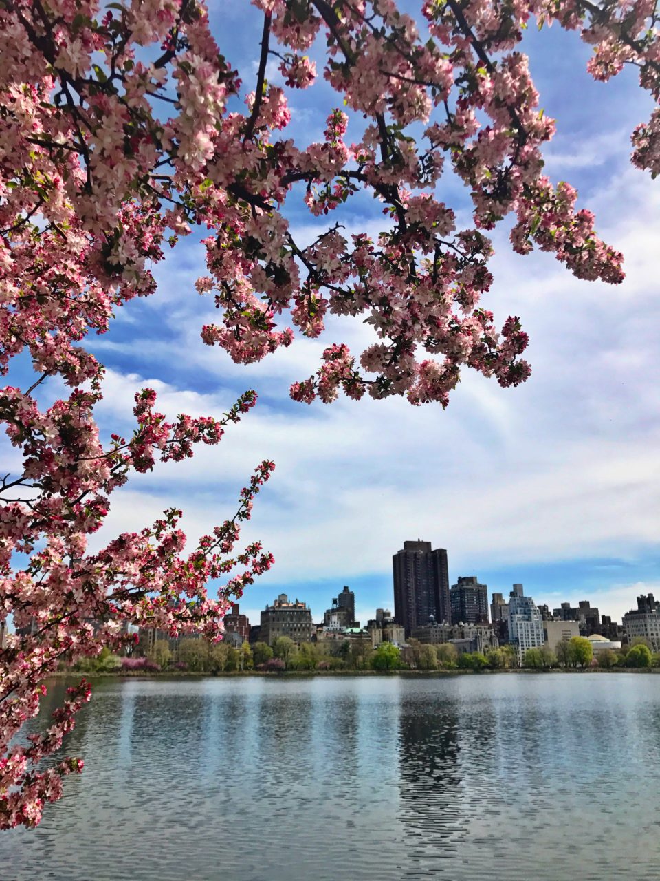 Cherry Blossoms in Central Park