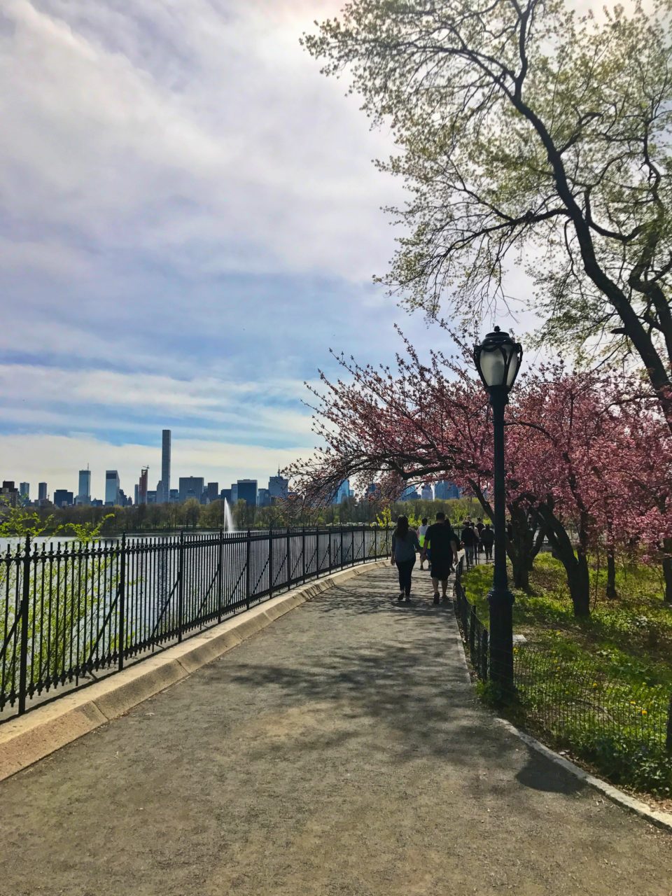 Cherry Blossoms in Central Park