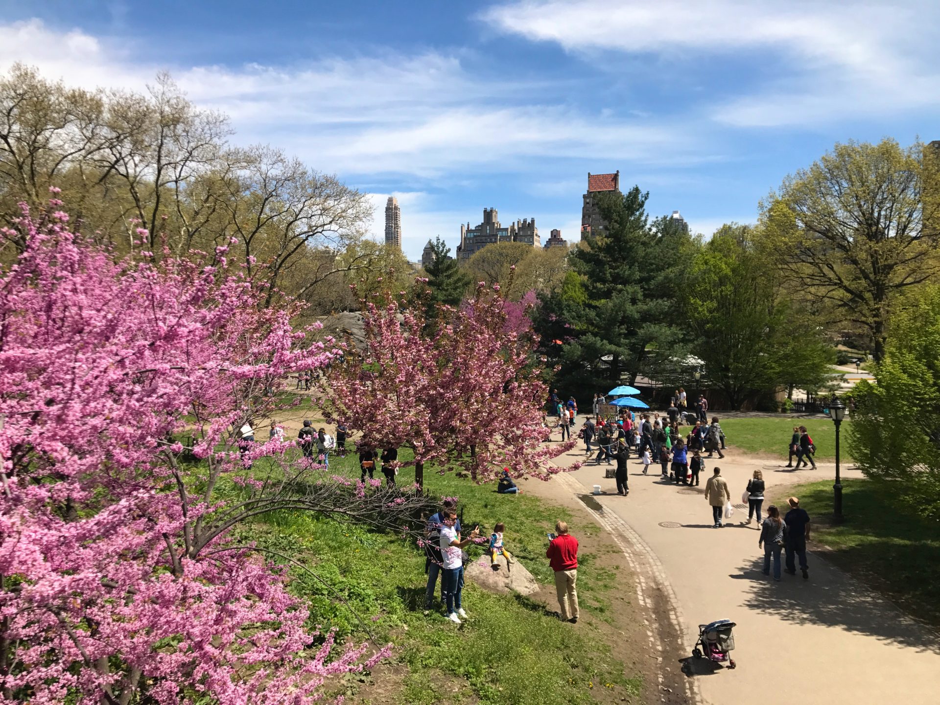 Cherry Blossoms in Central Park