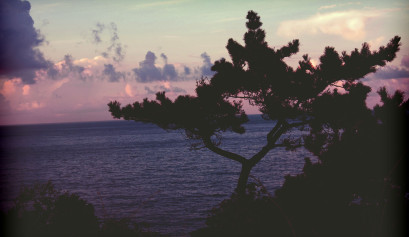 tree at jeju olle trail 7