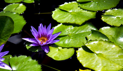 jeju hallim park