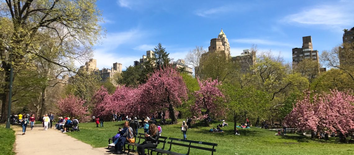Cherry blossoms in Central Park