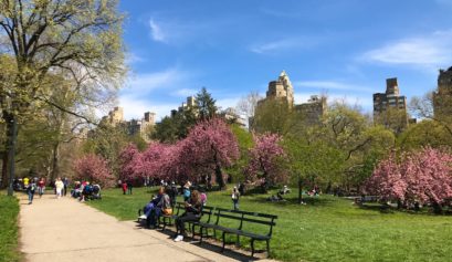 Cherry blossoms in Central Park